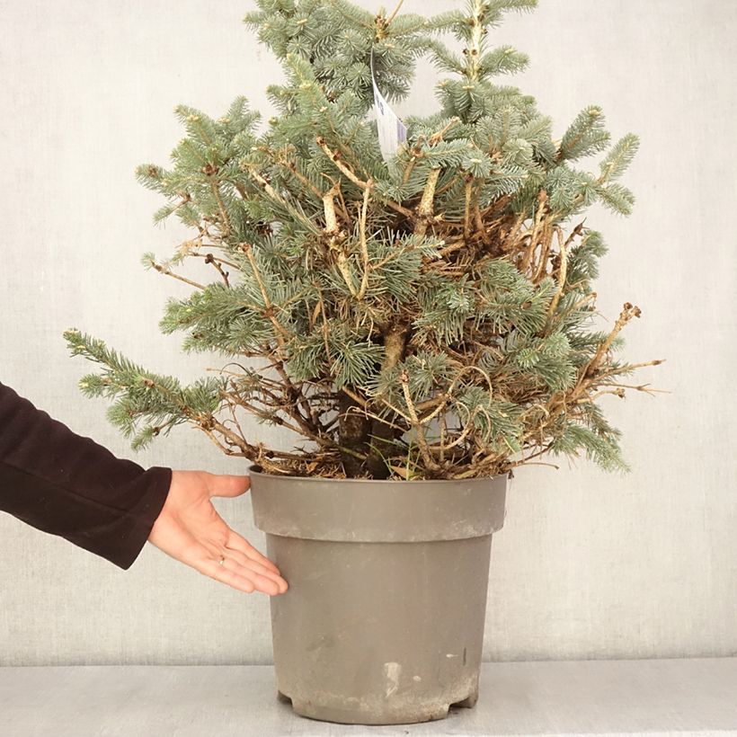 Abies lasiocarpa var. arizonica Compacta Maceta 6L/7L Ejemplar entregado en la primavera