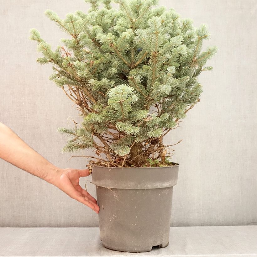 Ejemplar de Abies lasiocarpa var. arizonica Compacta Maceta 6L/7L entregado en verano