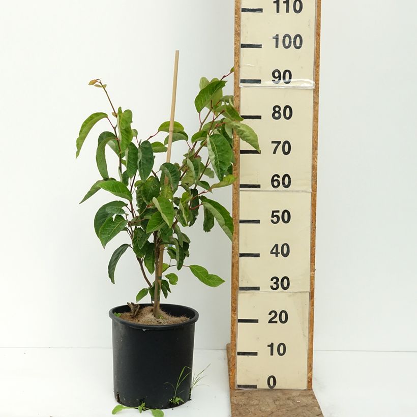Ejemplar de Sapium japonicum Maceta 12L/15L entregado en verano