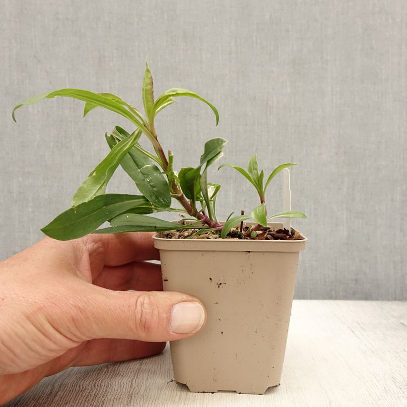 Saponaria Max Frei - Saponaria Maceta de 8/9 cm Ejemplar entregado en la primavera