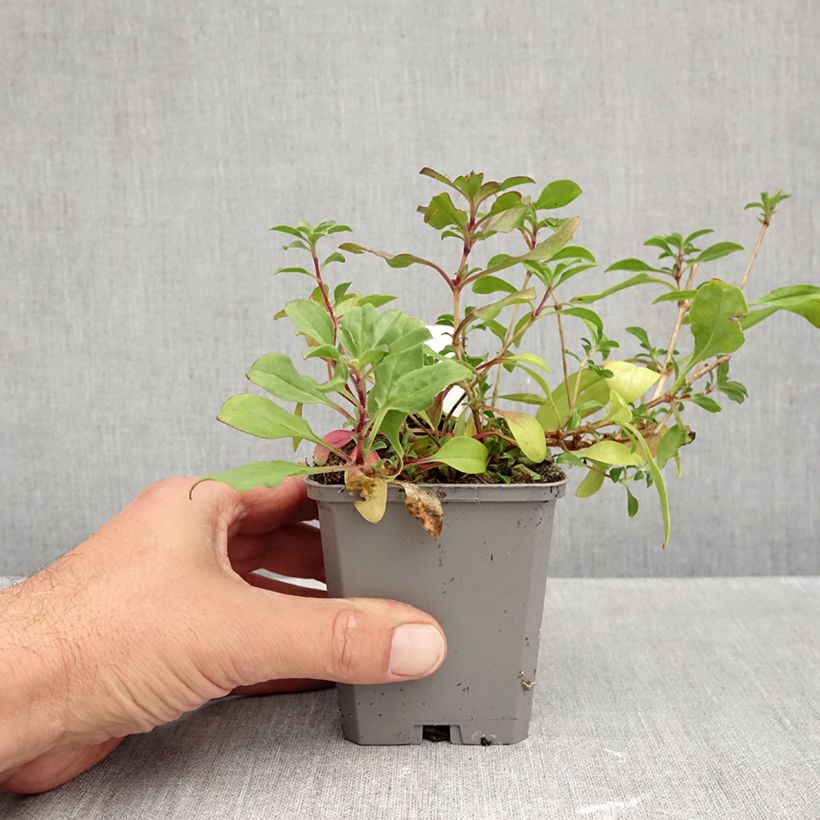 Ejemplar de Saponaria ocymoides - Jabonera rocosa Maceta de 8/9 cm entregado en otoño