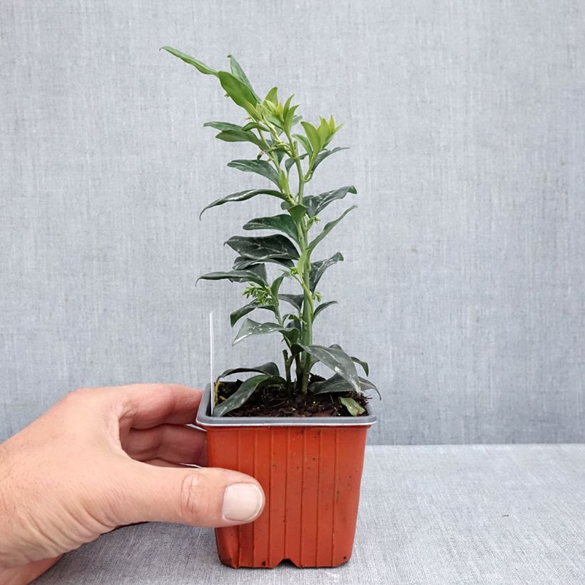 Ejemplar de Sarcococca confusa Maceta de 8/9 cm entregado en otoño