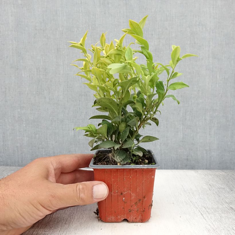 Ejemplar de Sarcococca confusa Maceta de 8/9 cm entregado en verano