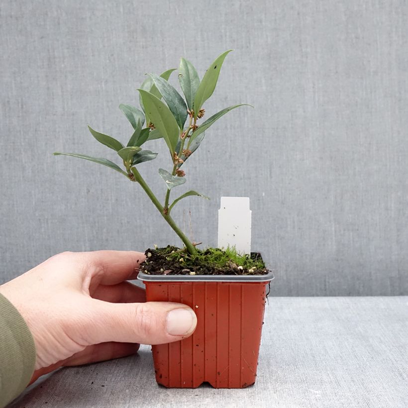 Sarcococca ruscifolia Dragon's Gate Maceta de 8/9 cm Ejemplar entregado en invierno