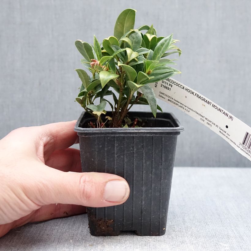 Sarcococca hookeriana var. humilis Fragrant Mountain Maceta de 8/9 cm Ejemplar entregado en invierno