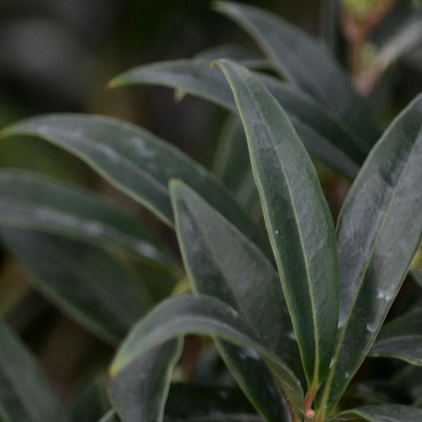 Sarcococca hookeriana var. digyna (Follaje)