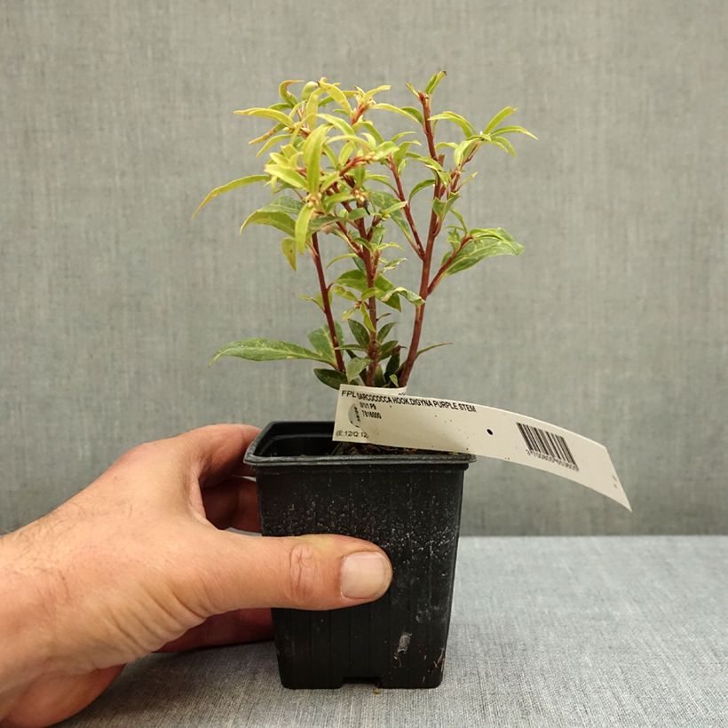 Ejemplar de Sarcococca hookeriana - Sarcococa Maceta de 8/9 cm entregado en otoño