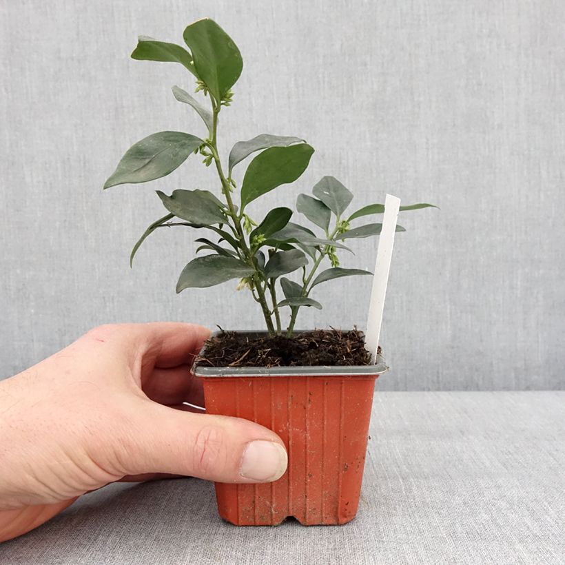 Sarcococca hookeriana var. humilis - Sarcococa Maceta de 8/9 cm Ejemplar entregado en invierno