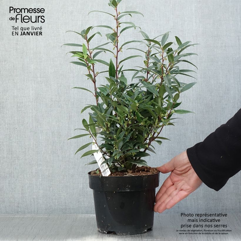Sarcococca hookeriana var. digyna Purple Gem Maceta 3L/4L Ejemplar entregado en invierno