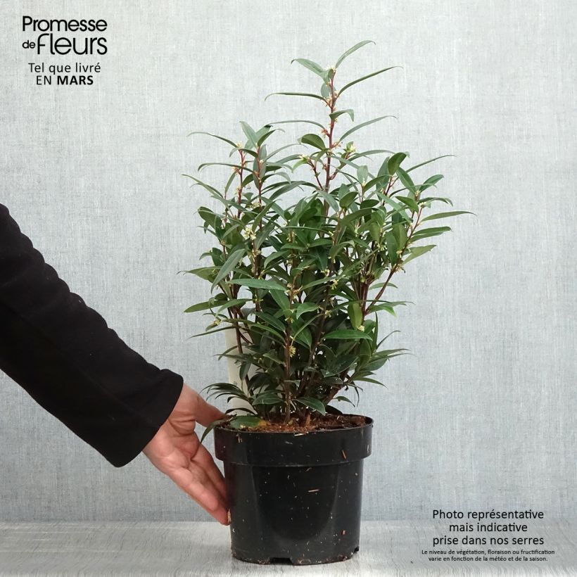 Sarcococca hookeriana var. digyna Purple Gem Maceta 3L/4L Ejemplar entregado en la primavera