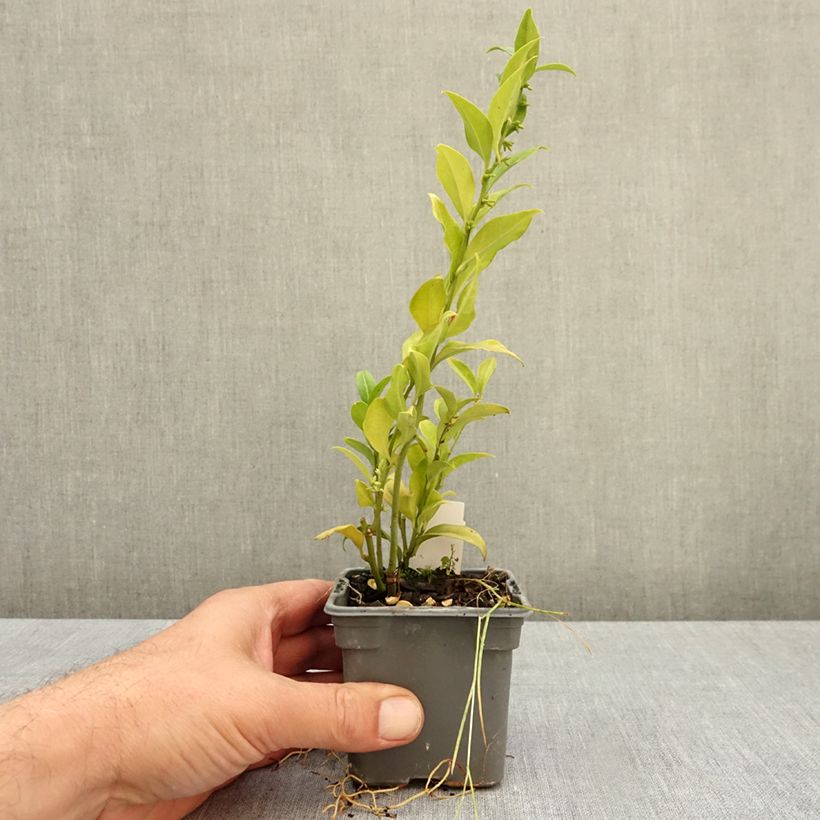 Ejemplar de Sarcococca ruscifolia Maceta de 8/9 cm entregado en otoño