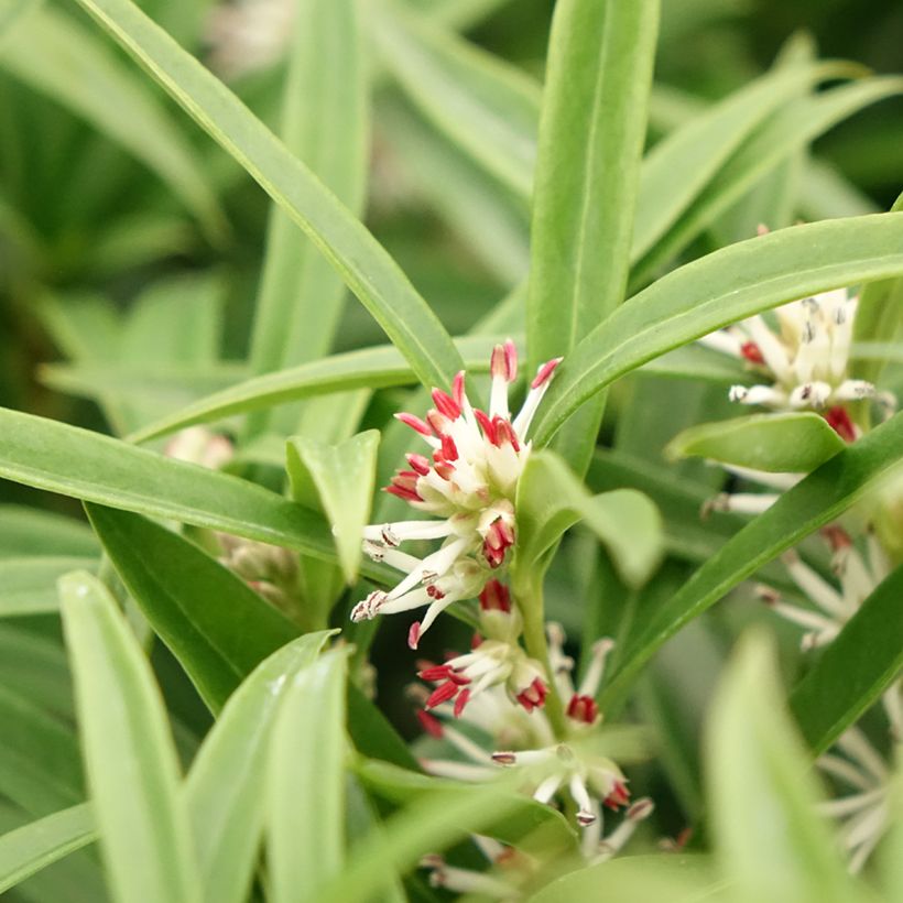 Sarcococca saligna (Floración)