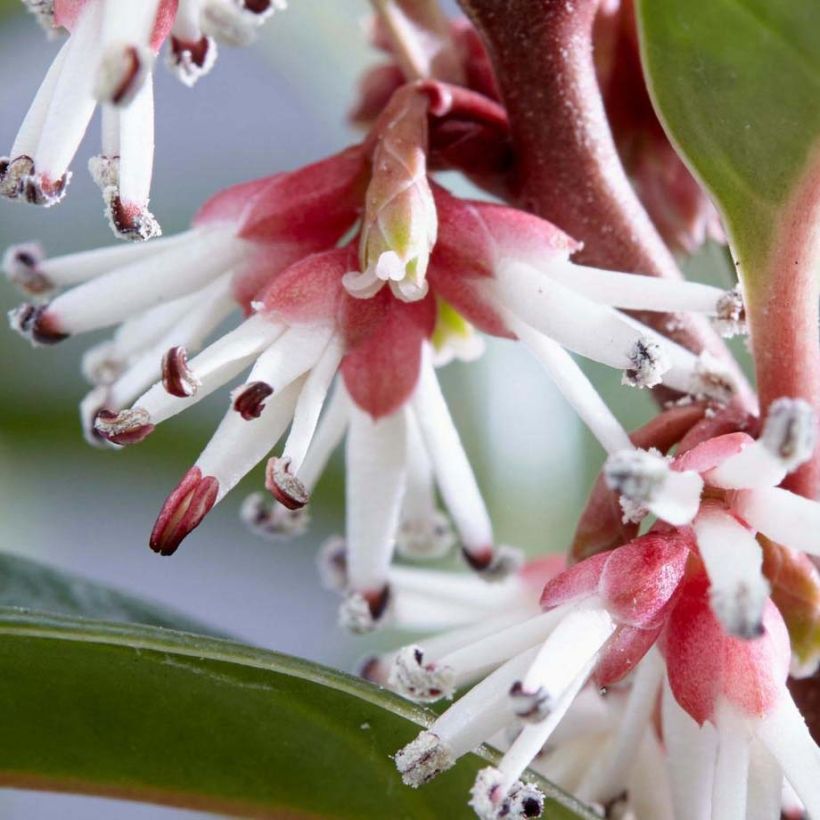 Sarcococca Winter Gem (Floración)