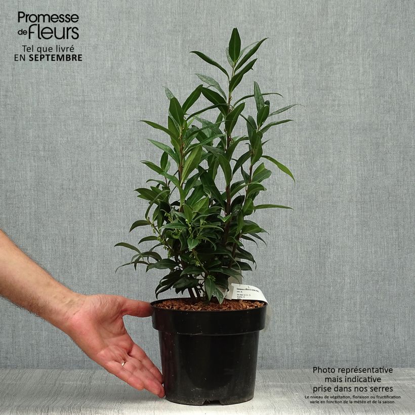 Ejemplar de Sarcococca Winter Gem Maceta 2L/3L entregado en otoño