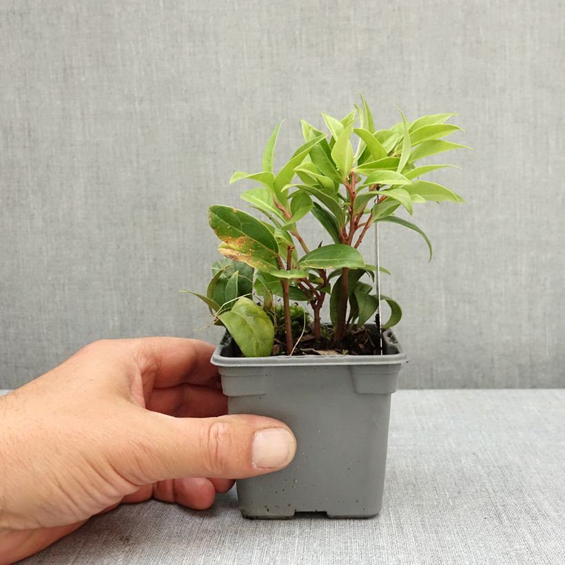 Sarcococca Winter Gem Maceta de 8/9 cm Ejemplar entregado en la primavera