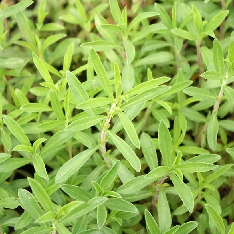 Ajedrea de montaña Bio (plantas) - Satureja montana (Follaje)