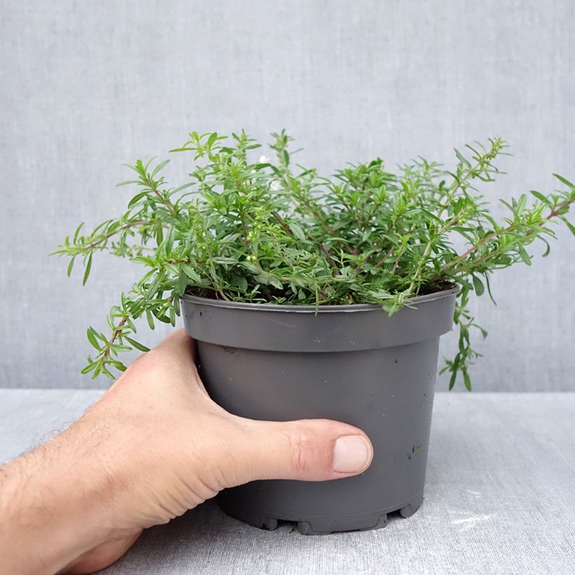 Ejemplar de Ajedrea - Satureja spicigera Maceta 1,5L/2L entregado en otoño