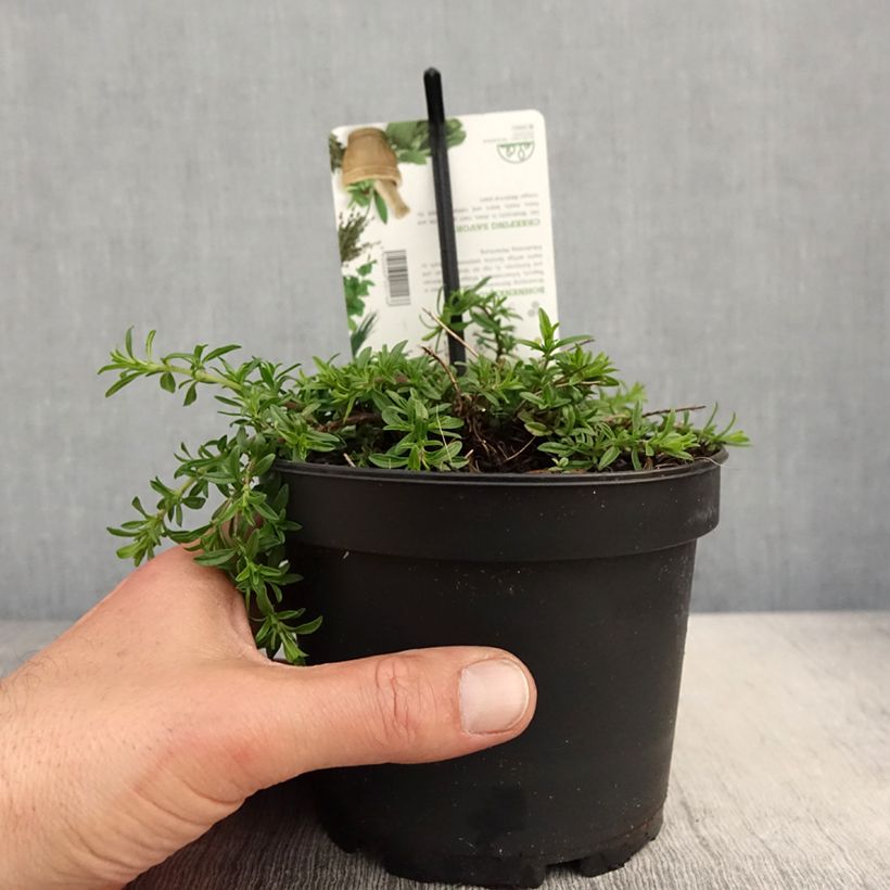 Ajedrea - Satureja spicigera Maceta 1,5L/2L Ejemplar entregado en la primavera