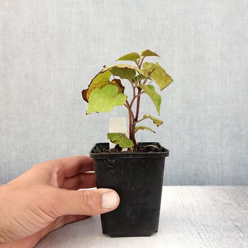 Ejemplar de Saruma henryi Maceta de 8/9 cm entregado en verano