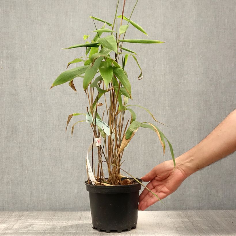 Ejemplar de Sasa tessellata - Bambou nain Pot de 3L/4L entregado en verano