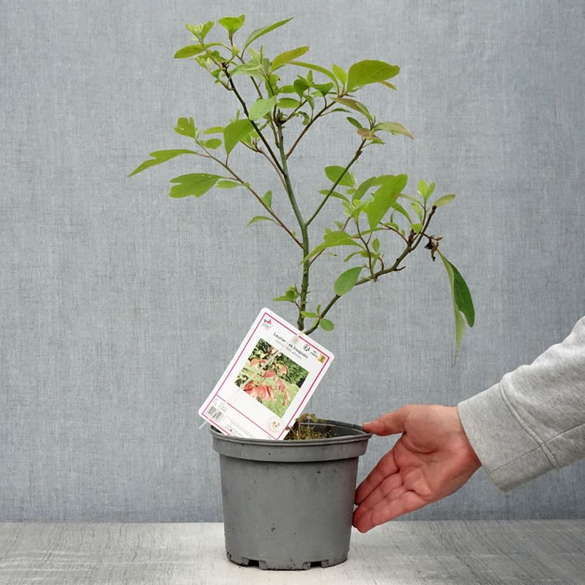 Ejemplar de Sassafras albidum - Árbol del Sasafrás Maceta 3L/4L entregado en verano