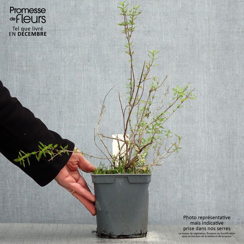 Salvia greggii Amethyst Lips - Salvia de otoño Maceta 2L/3L Ejemplar entregado en invierno