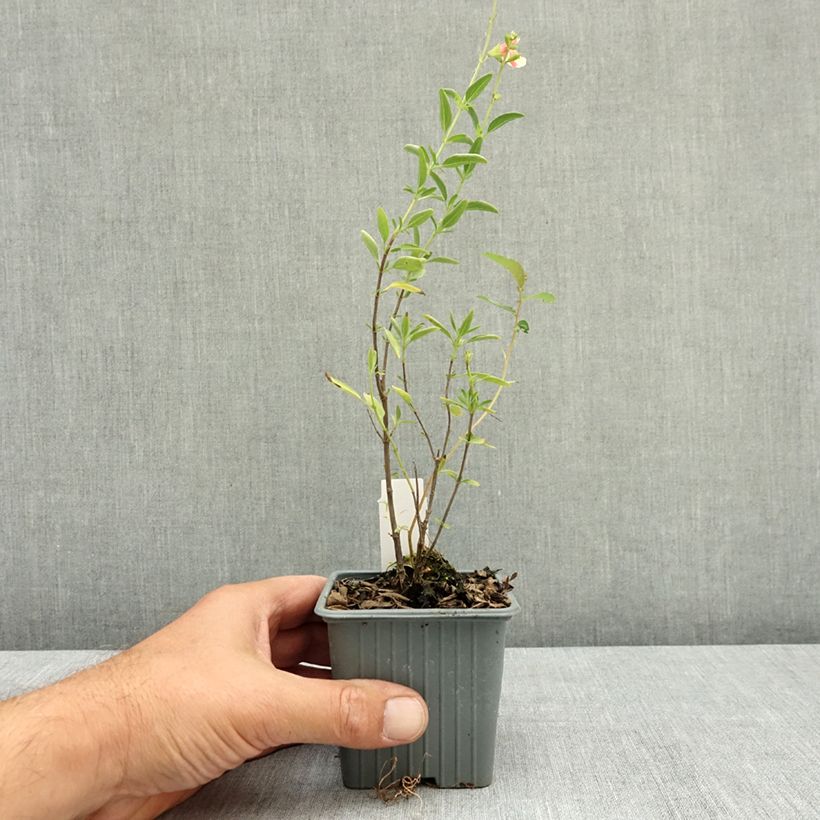 Ejemplar de Salvia jamensis Belle de Loire Maceta de 8/9 cm entregado en verano