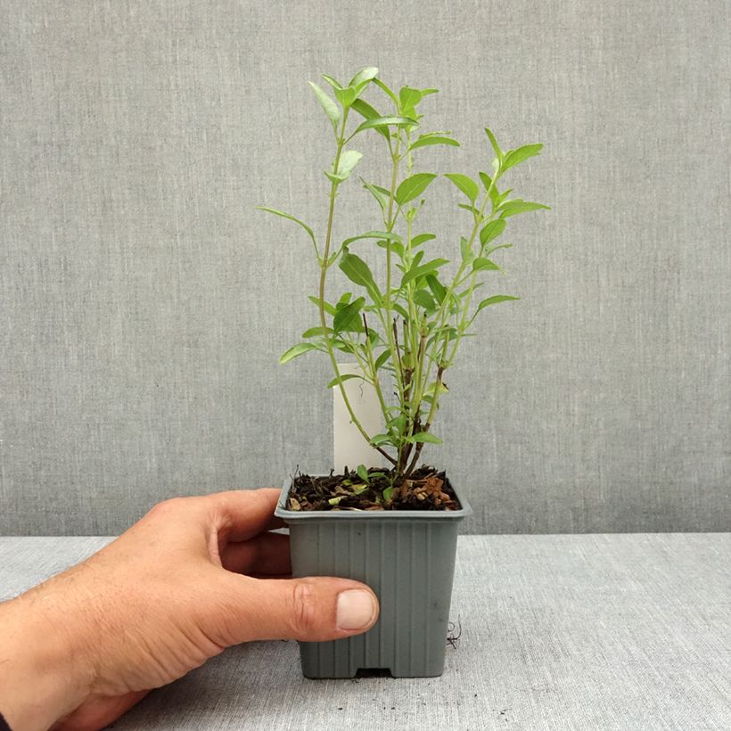Salvia jamensis Belle de Loire Maceta de 8/9 cm Ejemplar entregado en la primavera