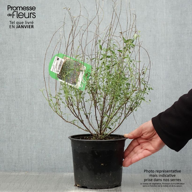 Salvia microphylla Blue Note - Salvia Rosa Maceta 2L/3L Ejemplar entregado en invierno