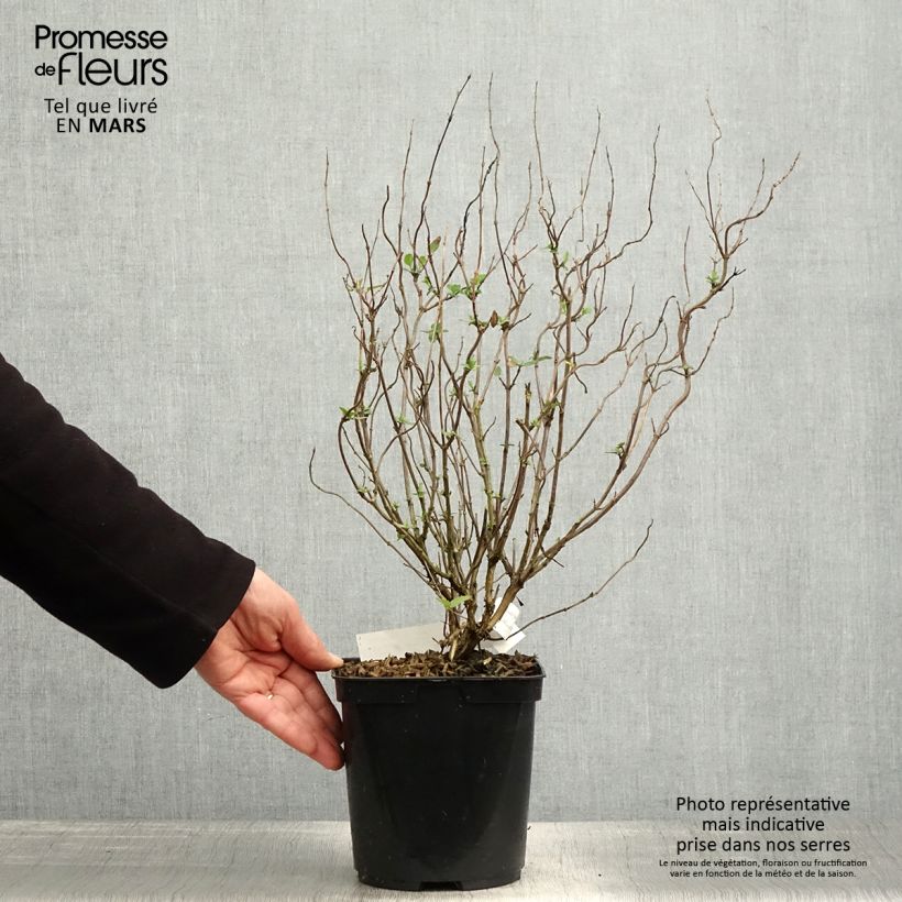 Salvia microphylla Cerro Potosi - Salvia rosa Maceta 2L/3L Ejemplar entregado en la primavera