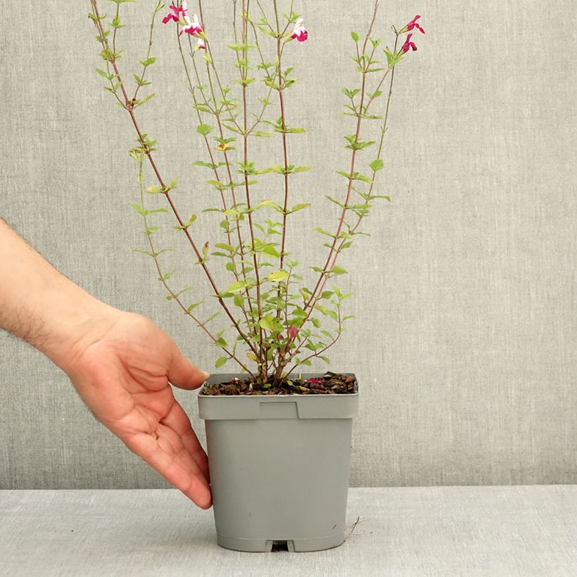 Salvia greggii Cherry Lips - Salvia de otoño Maceta 2L/3L Ejemplar entregado en la primavera
