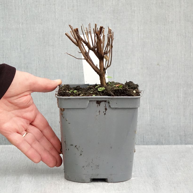 Ejemplar de Salvia jamensis Flammenn Maceta 2L/3L entregado en otoño