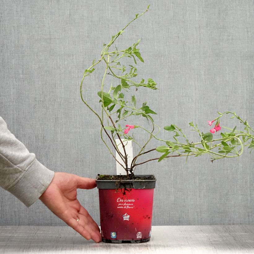 Ejemplar de Salvia jamensis Flammenn Maceta 2L/3L entregado en verano