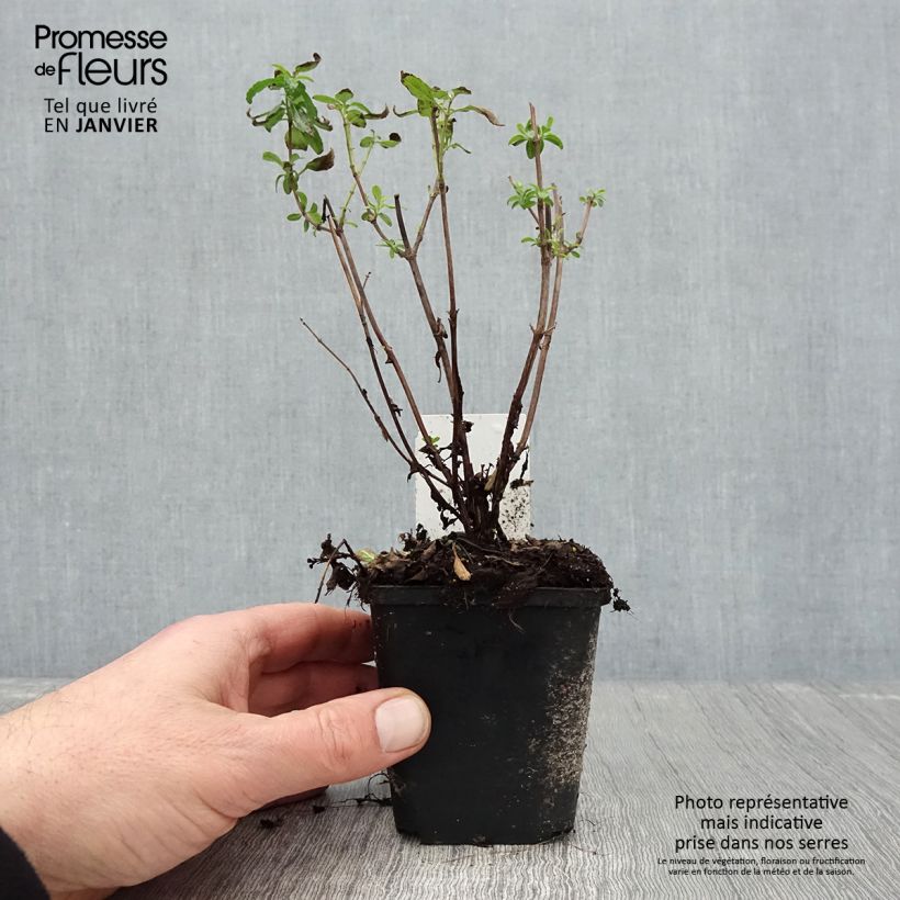 Salvia microphylla Gletsjer - Salvia rosa Maceta de 8/9 cm Ejemplar entregado en invierno