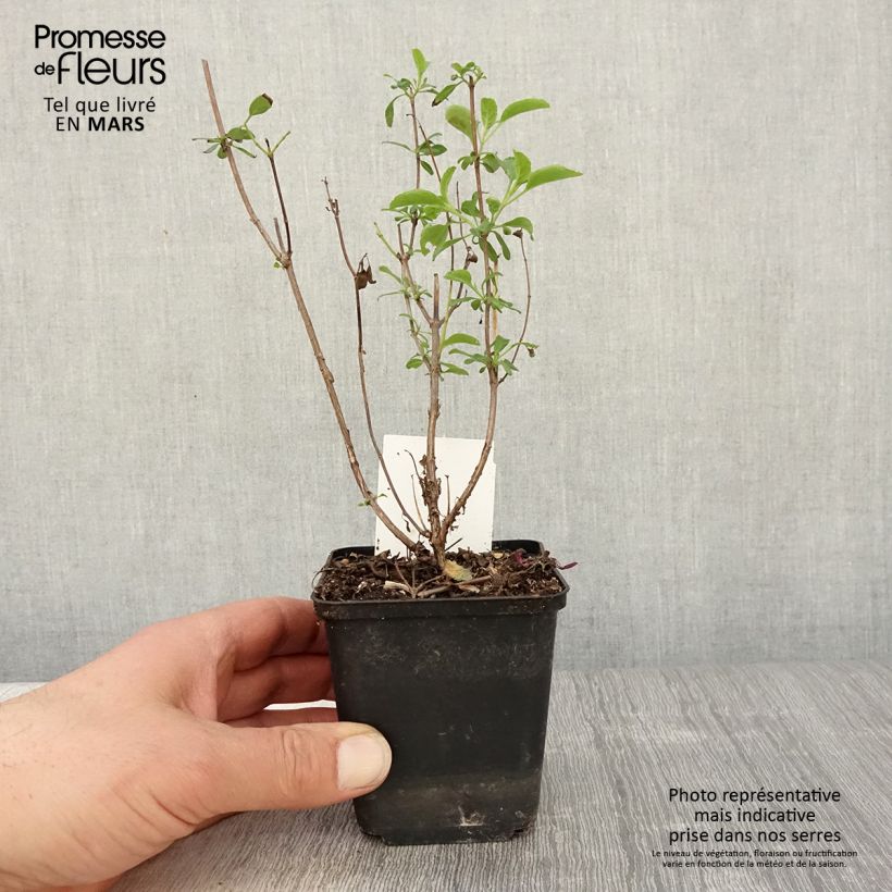 Salvia microphylla Gletsjer - Salvia rosa Maceta de 8/9 cm Ejemplar entregado en la primavera