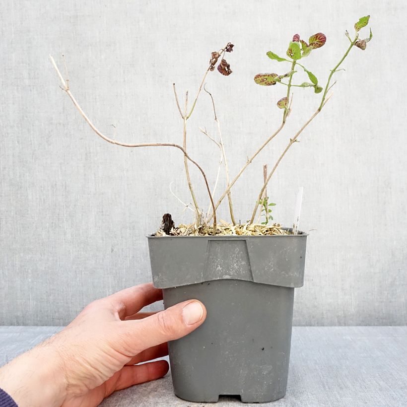 Salvia microphylla Gletsjer - Salvia rosa Maceta 2L/3L Ejemplar entregado en la primavera