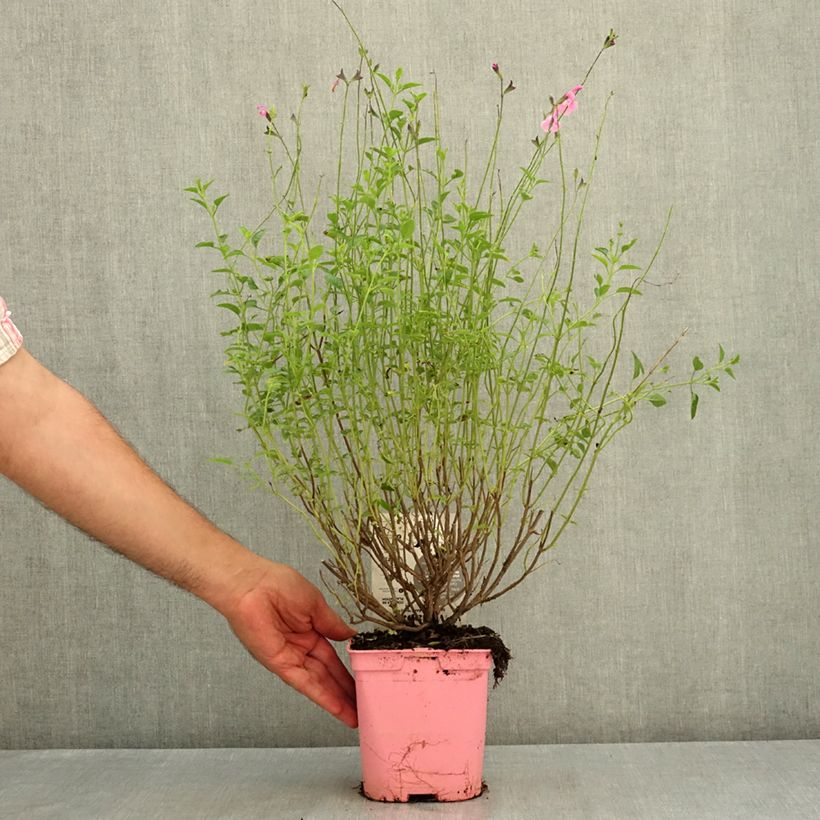 Ejemplar de Sauge arbustive Malabar - Salvia jamensis Pot de 2L/3L entregado en verano