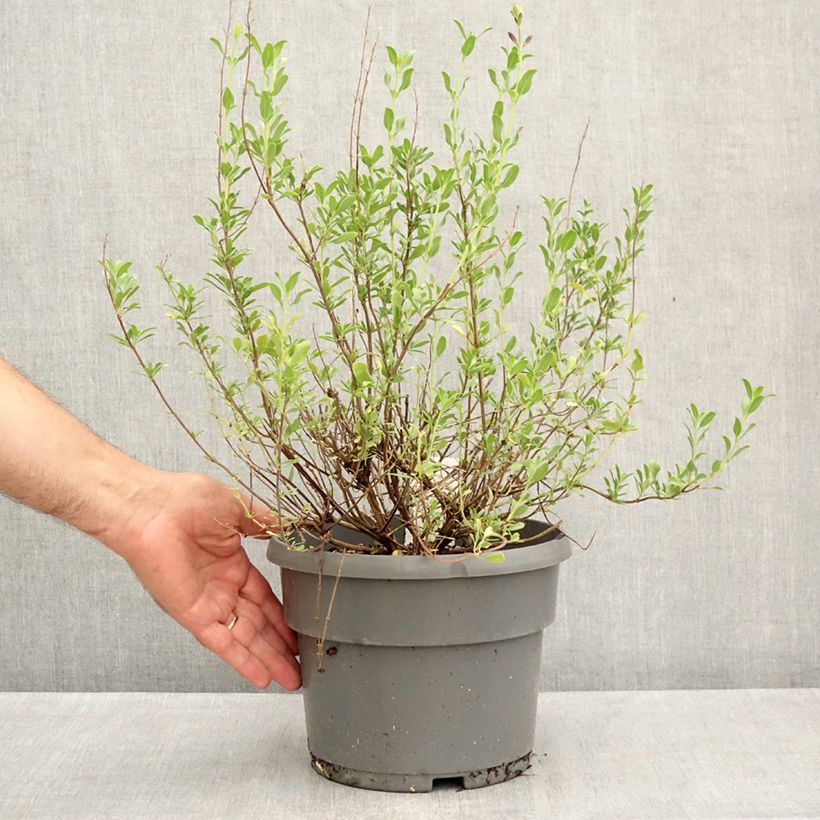 Ejemplar de Salvia jamensis Melen Maceta 4L/5L entregado en verano
