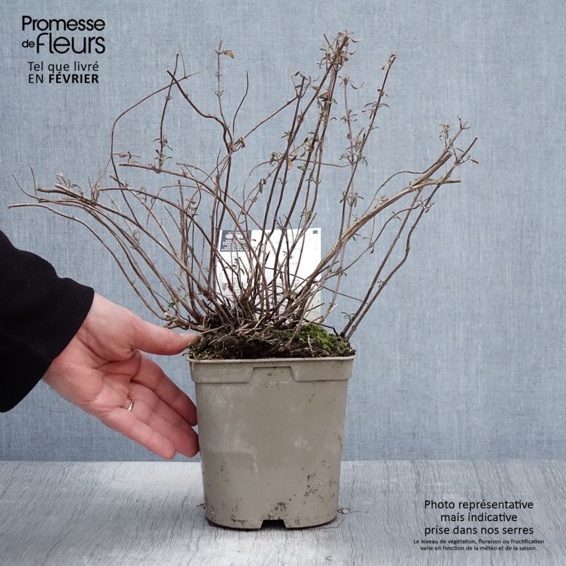 Salvia microphylla Nachtvlinder - Salvia rosa Maceta 2L/3L Ejemplar entregado en invierno