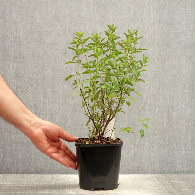 Salvia microphylla Nachtvlinder - Salvia rosa Maceta 2L/3L Ejemplar entregado en la primavera