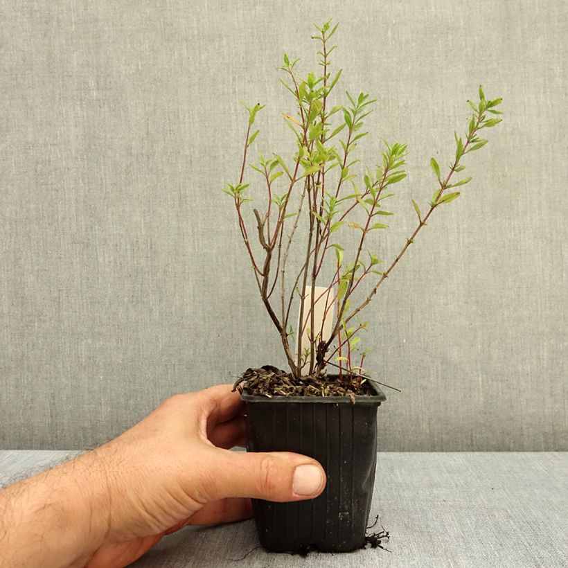 Ejemplar de Salvia microphylla Oriental Dove - Salvia rosa Maceta de 8/9 cm entregado en otoño