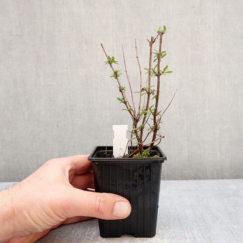 Salvia microphylla Oriental Dove - Salvia rosa Maceta de 8/9 cm Ejemplar entregado en invierno