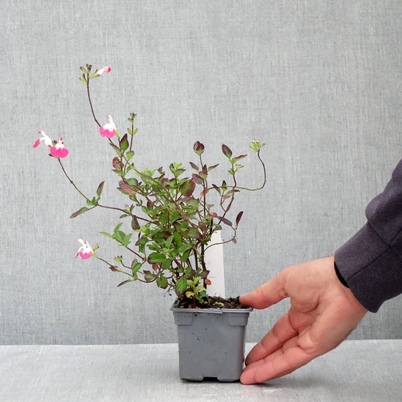 Ejemplar de Salvia microphylla Pink Lips - Salvia rosa Maceta de 8/9 cm entregado en otoño