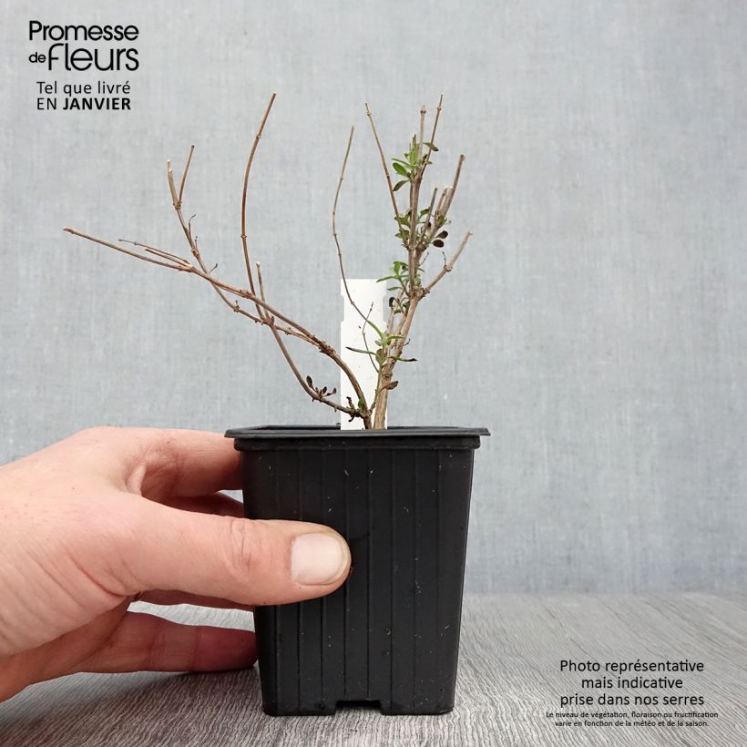 Salvia jamensis Reve Rouge Maceta de 8/9 cm Ejemplar entregado en invierno