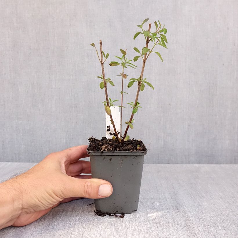 Ejemplar de Salvia greggii Mirage Violet - Salvia de otoño Maceta de 8/9 cm entregado en otoño