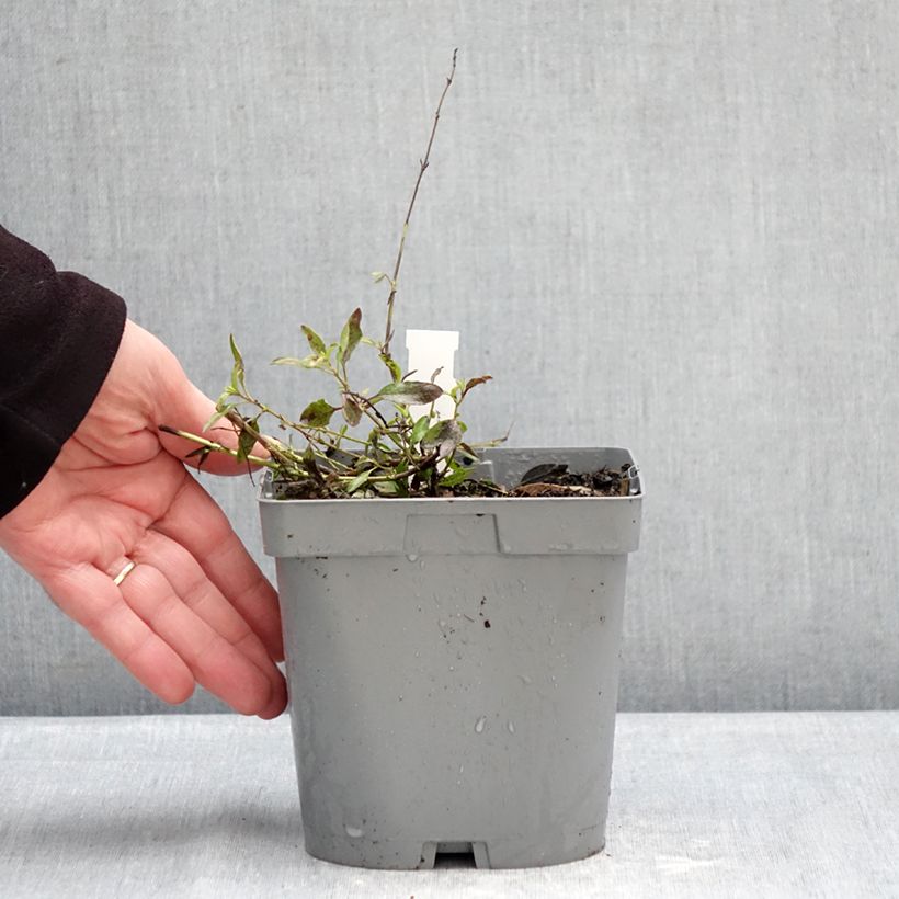 Salvia jamensis Raspberry Royal Maceta 2L/3L Ejemplar entregado en invierno