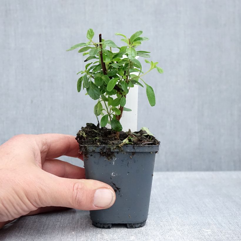 Ejemplar de Salvia microphylla So Cool Pale Blue - Salvia rosa Maceta de 8/9 cm entregado en otoño