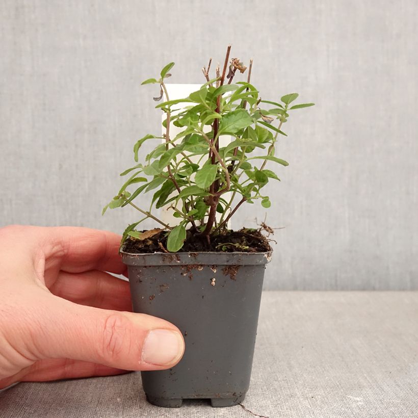 Salvia microphylla So Cool Pale Blue - Salvia rosa Maceta de 8/9 cm Ejemplar entregado en invierno