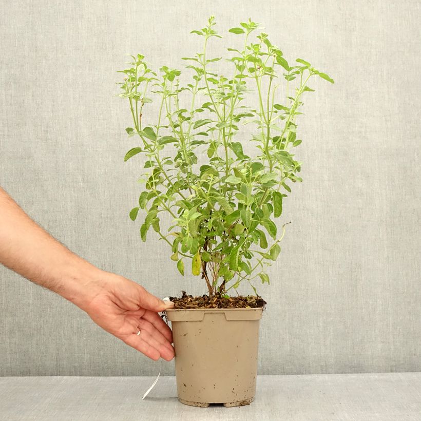 Ejemplar de Salvia microphylla So Cool Pale Blue - Salvia rosa Maceta 3L/4L entregado en verano