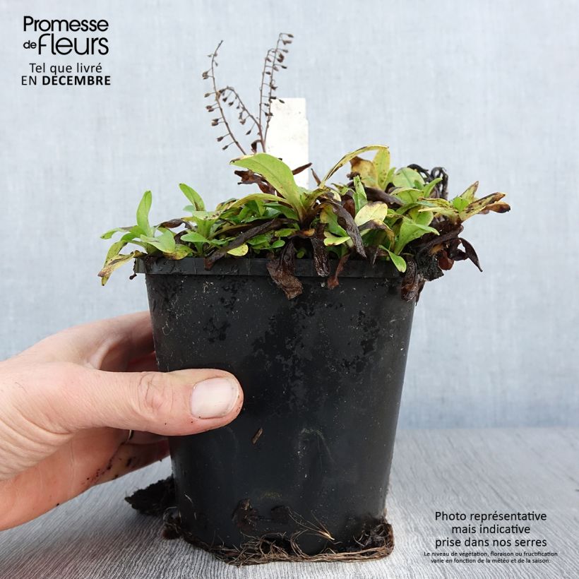 Salvia argentea - Salvia blanca Maceta 1,5L/2L Ejemplar entregado en invierno